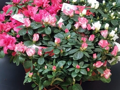 Азалия в ассортименте