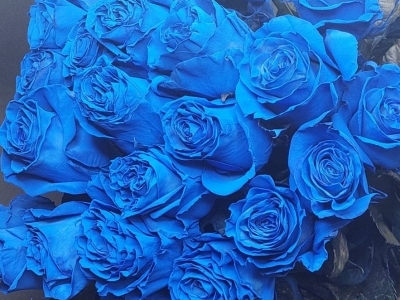 Роза Блю