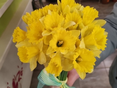 Букет нарциссов (19 шт)