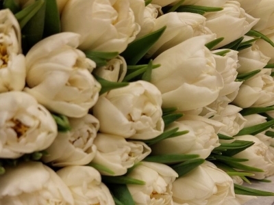 Тюльпан Касабланка пионовидный 