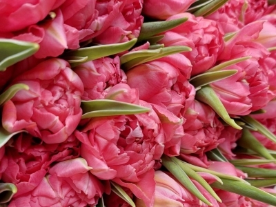 Тюльпан Флэшпоинт пионовидный