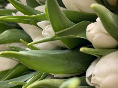 Тюльпан Антарктика