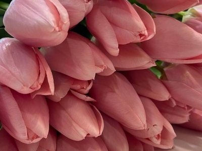 Тюльпан Сальмон десерт