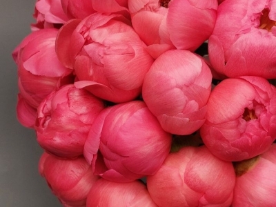 Пион Корал Шарм