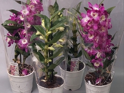 Дендробиум в горшке без цветов