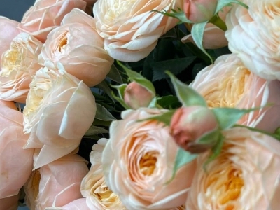 Роза Леди Элла пионовидная кустовая