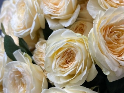 Роза Изабель пионовидная кустовая