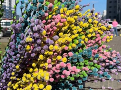 Верба, цветущая ветка