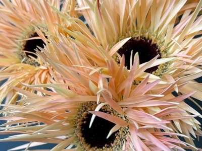 Гербера Крем Спрингс