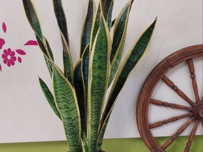 Сансевиерия 