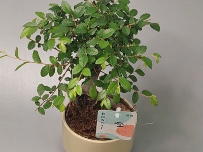 Бонсай Зелкова (Вяз мелколистный)