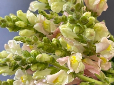 Антирриниум