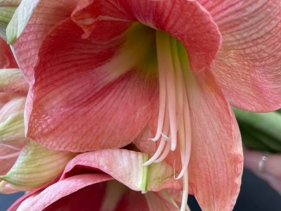 Хипеаструм (амариллис) в ассортименте