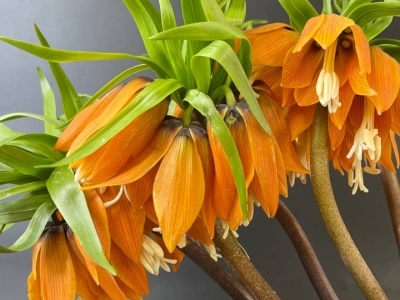 Фритиллярия (Рябчик)