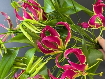 Глориоза в ассортименте