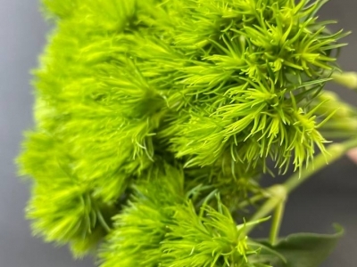 Гвоздика Грин трик