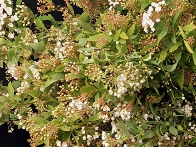 Спирея, ветка