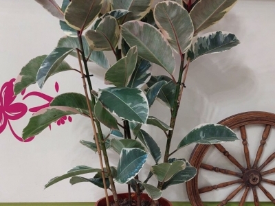 Фикус Тинеке 