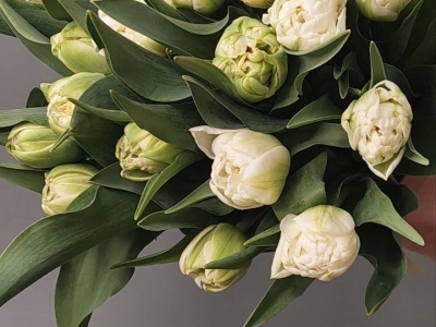 Тюльпан Норд Кэп пионовидный 