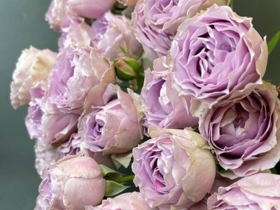 Роза Лавандер бабблс пионовидная кустовая 