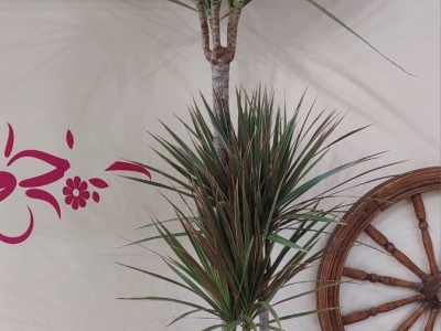 Драцена Маргината