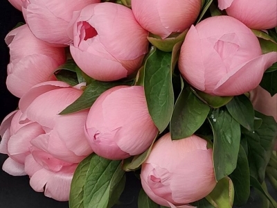 Пион Сальмон Этчед