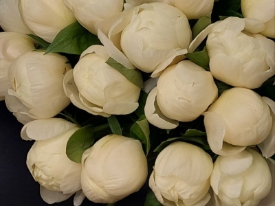 Пион Прейри Мун