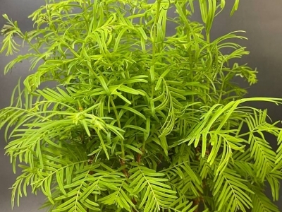 Бонсай Метасеквойя в керамическом горшке