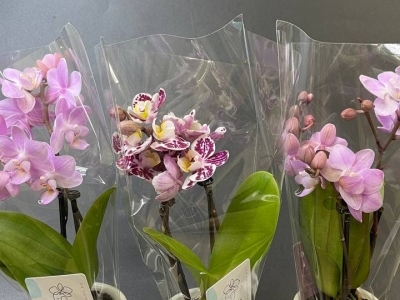 Орхидея Фаленопсис мини в керамическом кашпо в ассортименте