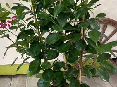 Фикус Микрокарпа Моклейм (Мокламе)