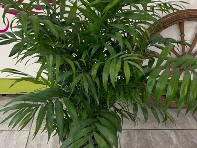 Хамедорея (h83/d23)