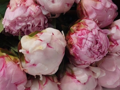 Пион Сара Бернар