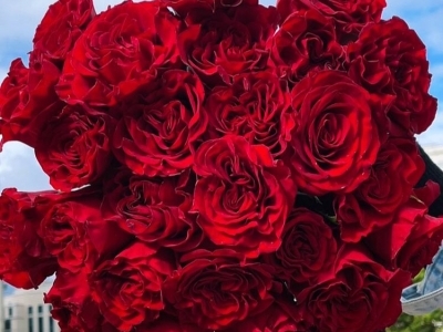 Букет из 25 роз ХЁРСТ с лентой