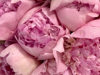 Пион Энджел Чикс