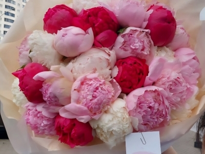 Букет микс из 27 пионов Бразер Чак, Энджел Чикс, Перфоманс