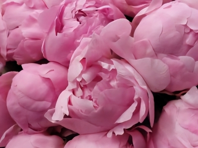 Пион Диннер Плейт