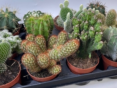 Кактуc (d8) в ассортименте