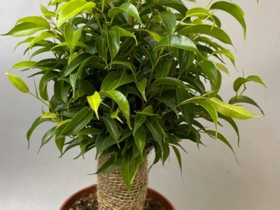 Фикус Наташа 