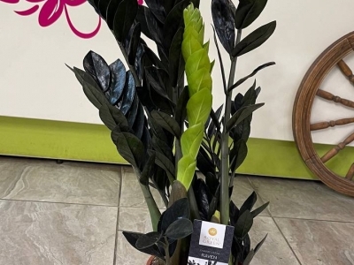 Замиокулькас Raven черный (долларовое дерево)