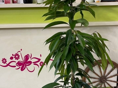 Фикус Амстел Кинг