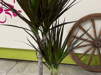 Драцена Маргината