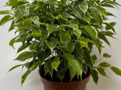 Фикус Кинки