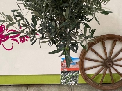 Оливковое дерево (Олива)