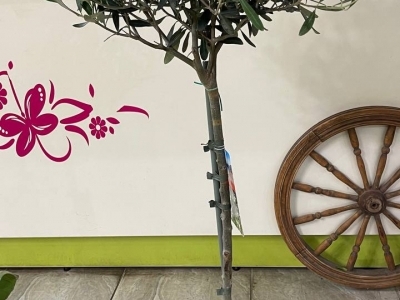 Оливковое дерево (Олива)