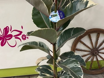 Фикус Тинеке 