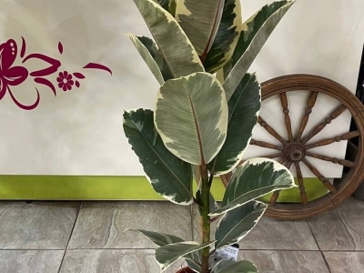 Фикус Тинеке