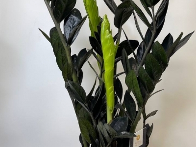 Замиокулькас (долларовое дерево)