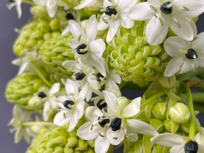 Орнитогалум