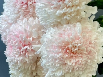 Хризантема Ту-Ту