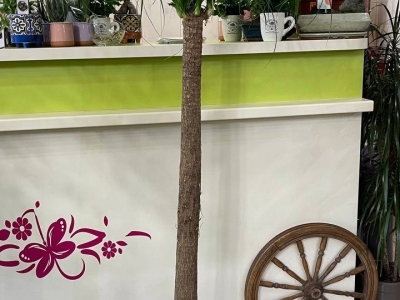 Нолина (Беукарнея) (h170/d32)